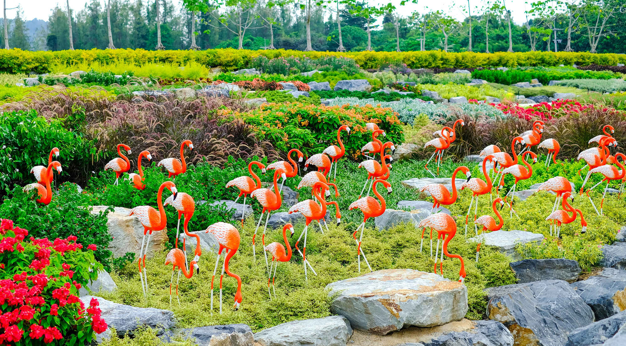 A flock of flamingos in the park