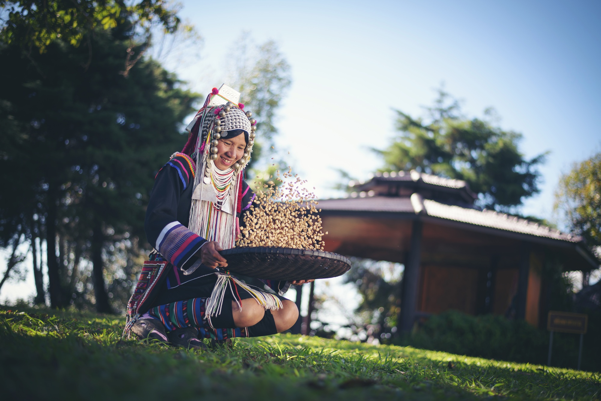 Akha in the north of Thailand enjoying with job, Akha was separating coffee.