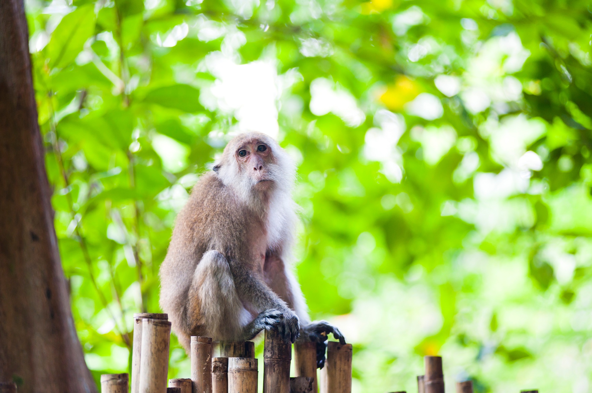 Monkey at Railay (Rai Leh) Beach, South Thailand, Southeast Asia