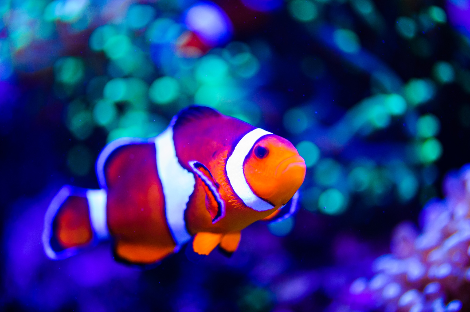 Dive into the Wonders of Underwater World Pattaya