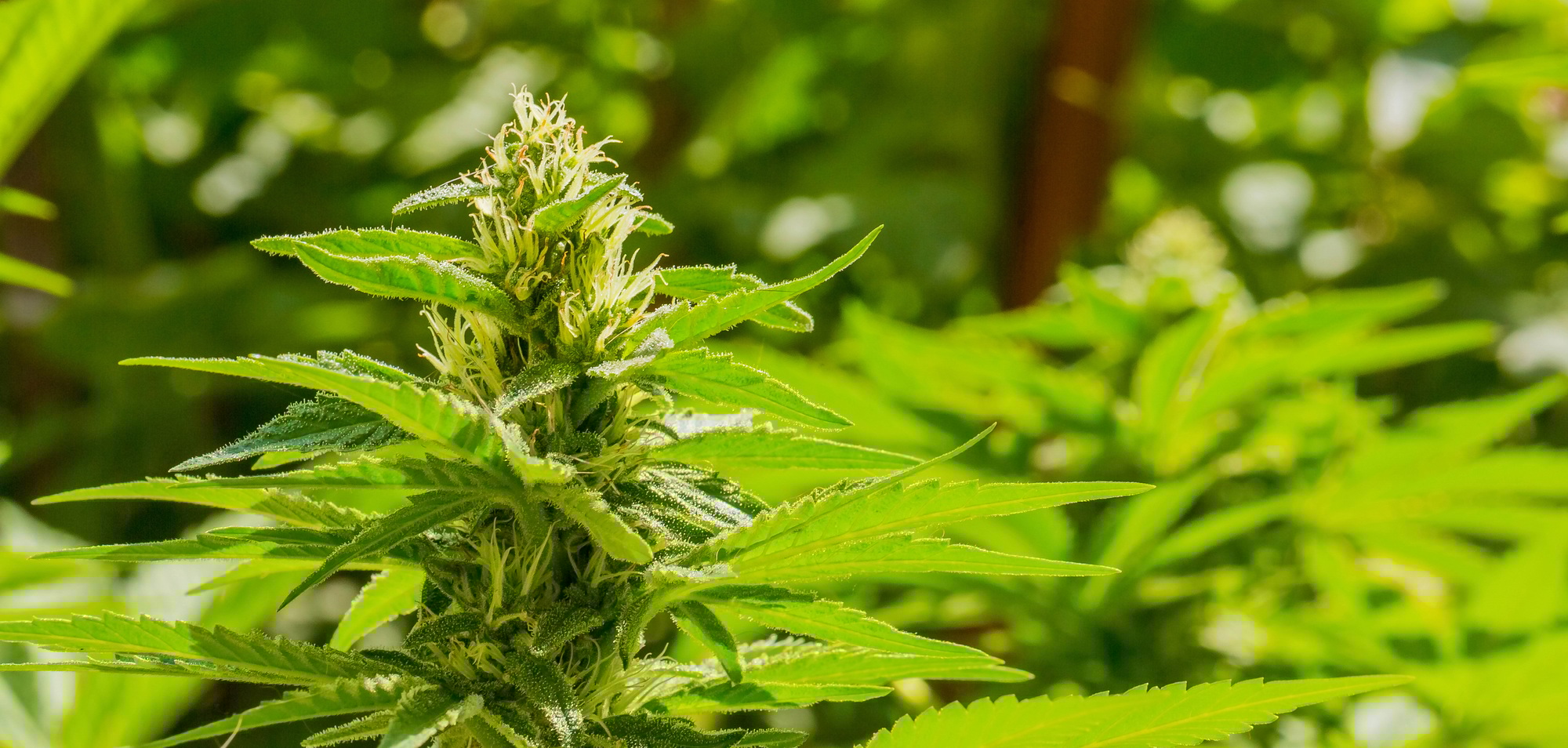 Cannabis plants in a field