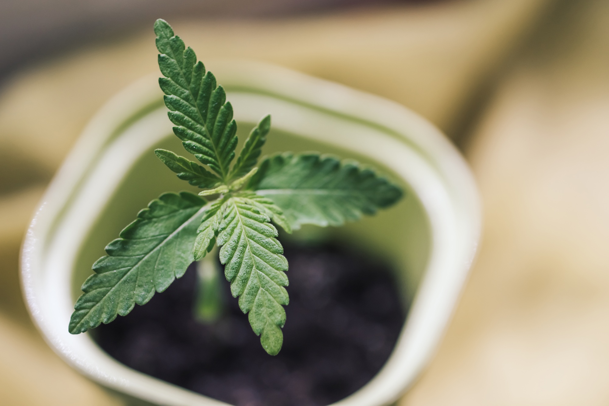 Young leaves of cannabis mariuana in a pot close-up, lifestyle. Growing medical cannabis